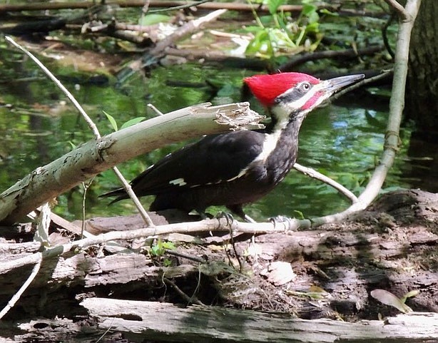 Pileated woodpecker, symbol of ASNV, taken at Roosevelt Island.