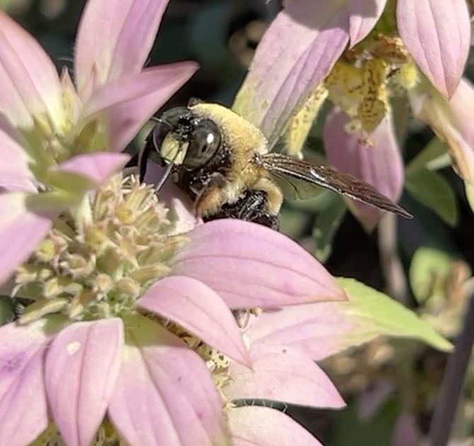 Of Virginia’s 477 bee species, perhaps the best recognized is the Bumblebee (Bomfus), often spotted visiting area flowers