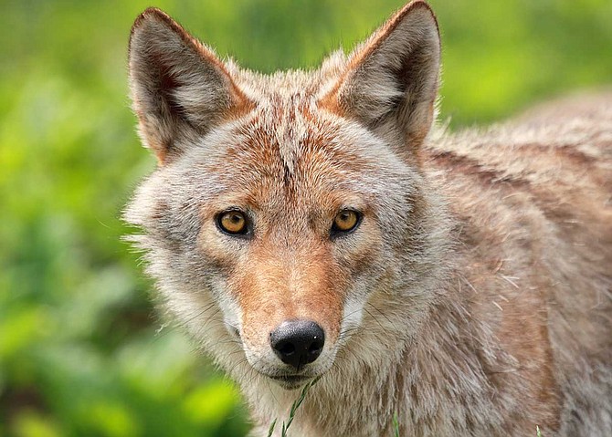 Coyotes (Canis latrans), and Black bears (Ursus Americans) once a rarity in Fairfax County are increasing found here, emphasizing the area’s increasing wildlife component changes