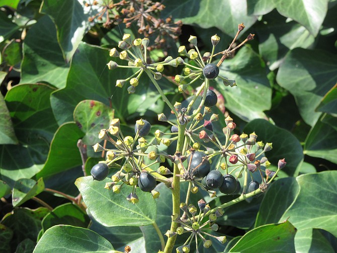 Ivy's flowers turn into berries that birds disperse and spread the plant.