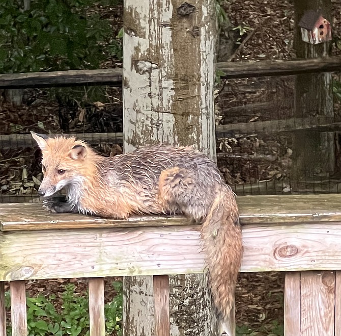 Becoming a common sight, a healthy Red Fox dries off on a sunny deck rail after a rain in Springfield