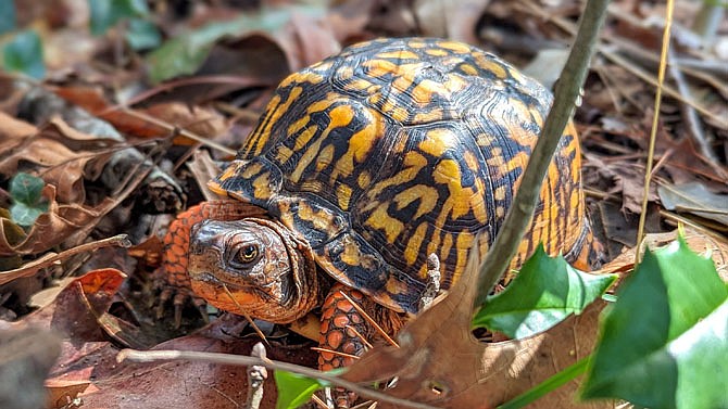 Woodland Box Turtle, common in Northern Virginia.