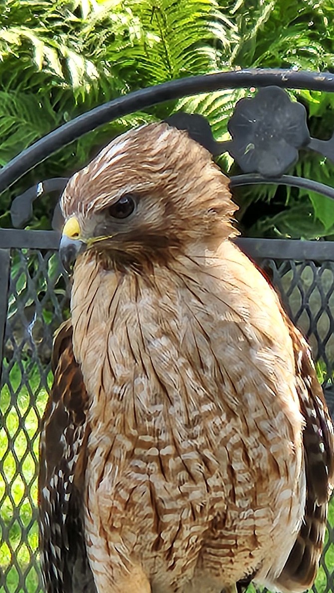 The red-shouldered hawk of Great Falls is a moderately large bird, with a reported record of attacking people.