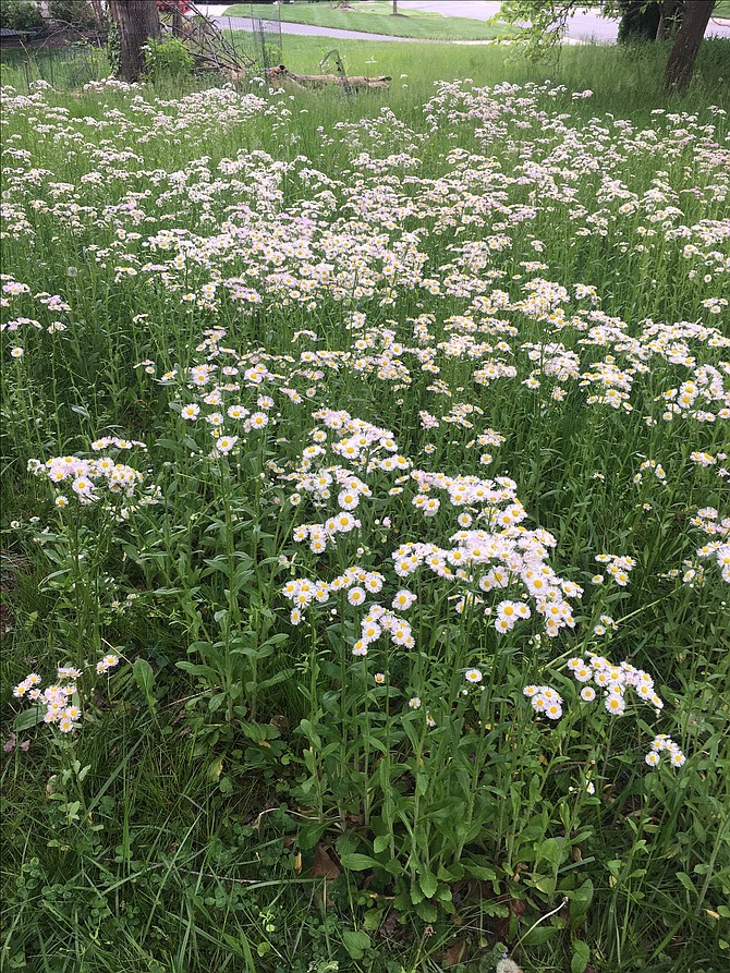 Not even the beauty of Avril Garland’s favorite wildflower, Fleabane, in bloom has saved her yard from town zoning scrutiny