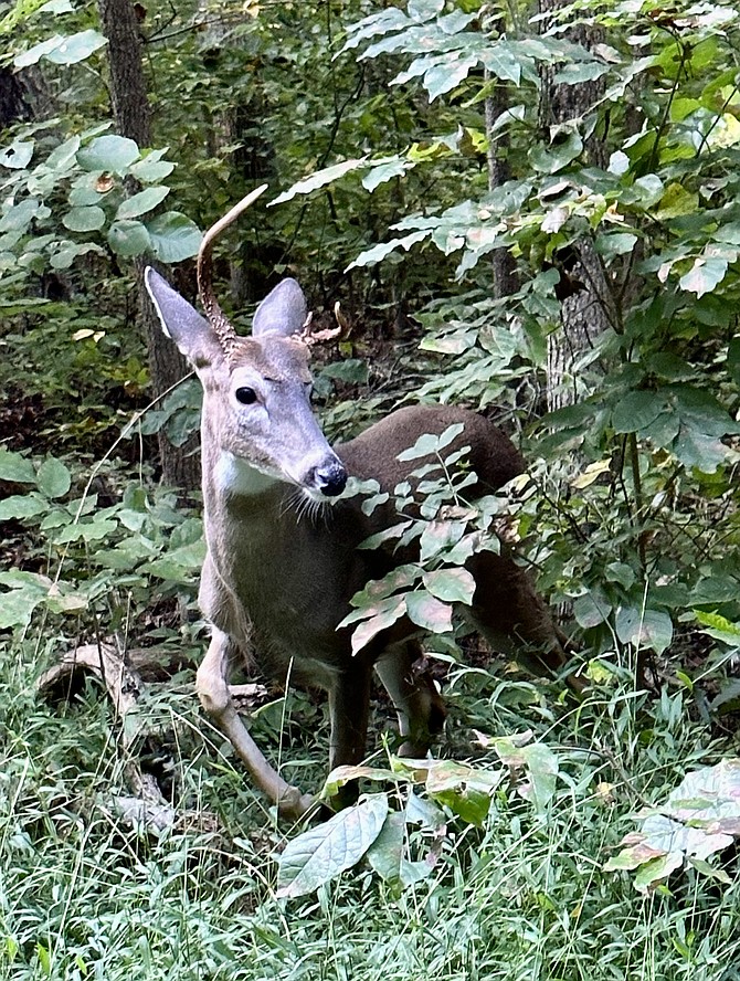 Transmission of SARS-CoV-2, likely from humans to free-range White-tailed Deer, have resulted in subsequent deer-to-deer transmission across the United States