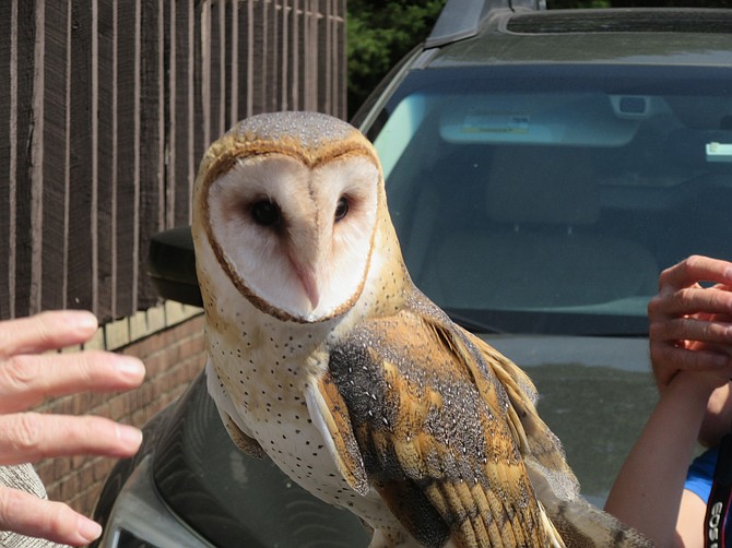 Barn owls have distinctive white, heart-shaped faces.