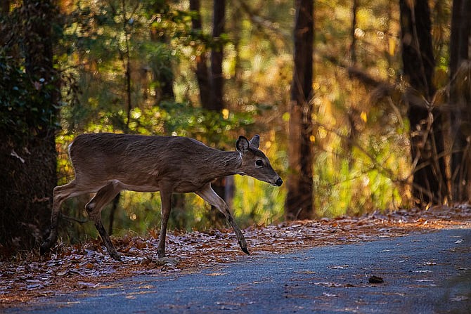 White-tailed deer entering the travel way