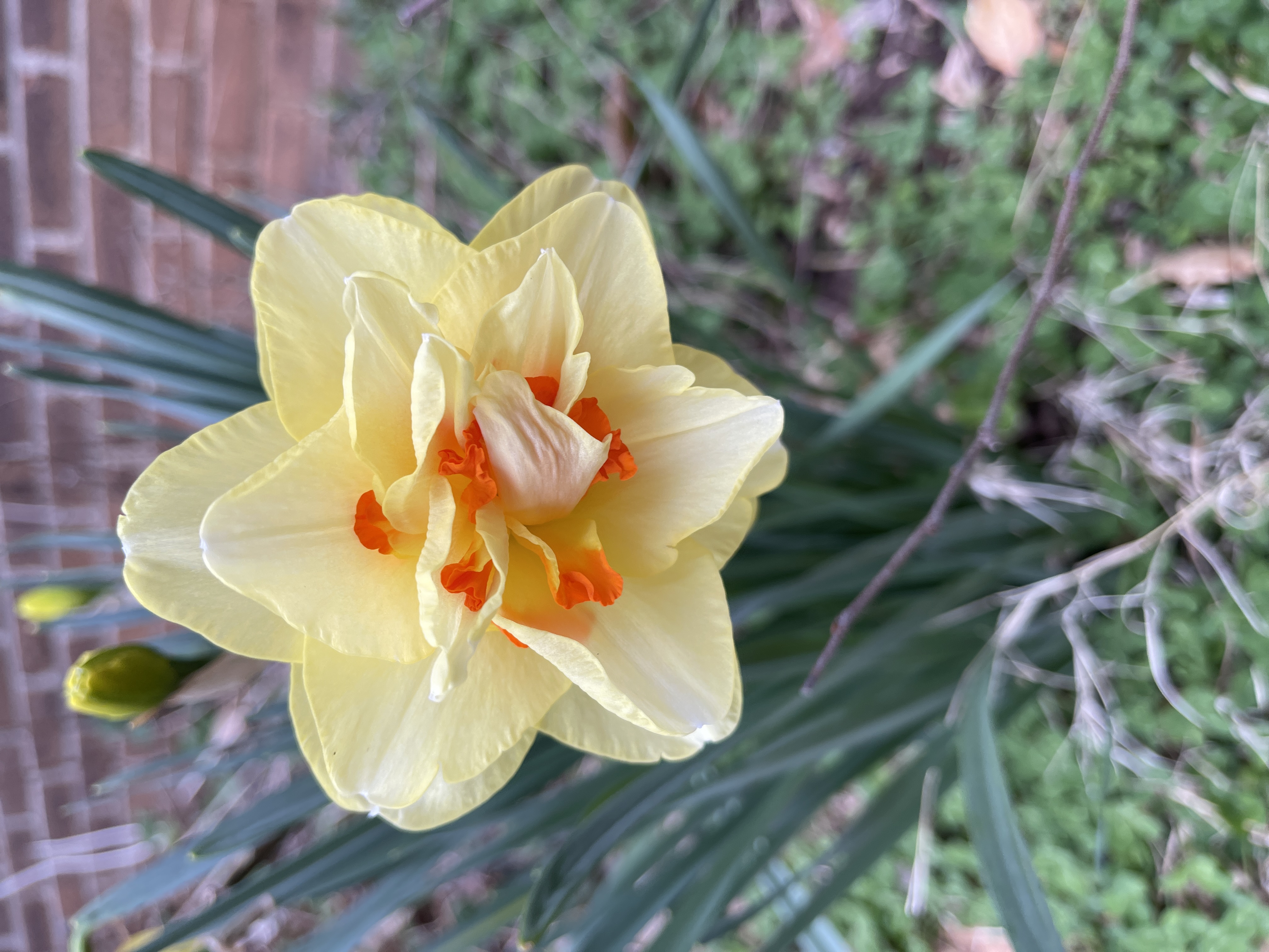 Early Spring Flowers for the Bees ~ Spring Nectar Sources