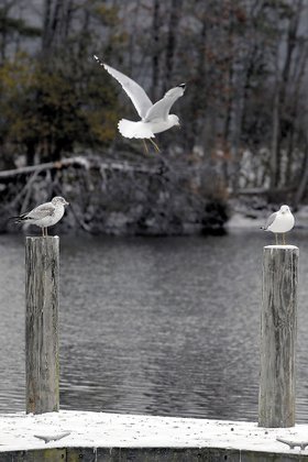 Photo detail
