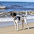 photo thumbnail