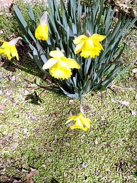 Photo detail