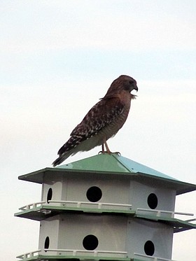 Photo detail