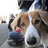 photo thumbnail