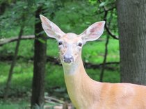 photo thumbnail