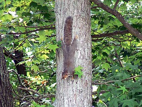 Photo detail