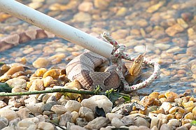 Photo detail
