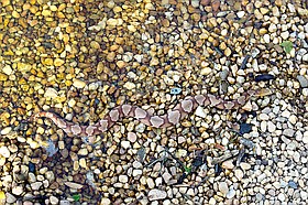 Photo detail