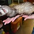 photo thumbnail