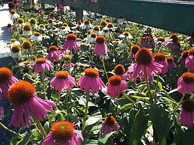 Photo detail
