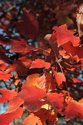 Photo detail