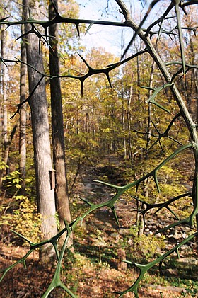 Photo detail