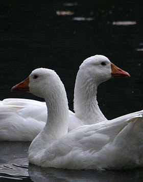 Photo detail