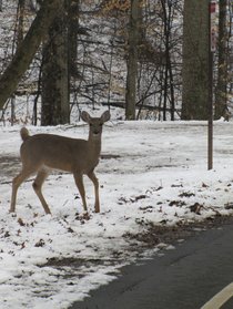 photo thumbnail