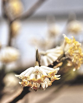 Photo detail
