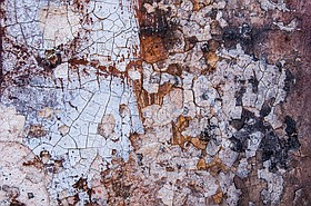 Photo detail