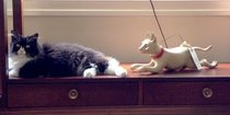 photo thumbnail