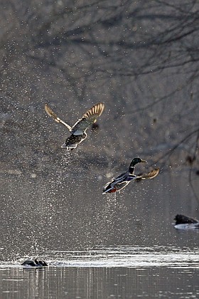 Photo detail