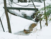 photo thumbnail
