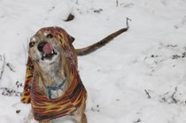 photo thumbnail