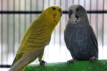 photo thumbnail