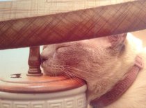 photo thumbnail
