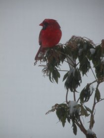 photo thumbnail