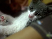 photo thumbnail