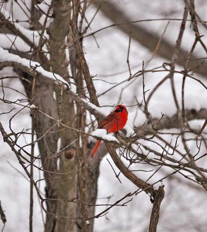 Last Snowstorm of the Season?