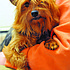 photo thumbnail