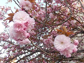 Photo detail