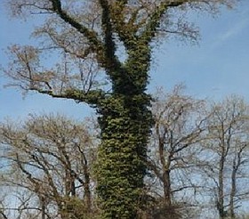 Photo detail
