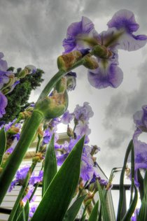 photo thumbnail