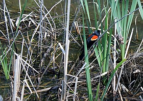 Photo detail