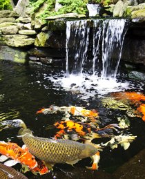 photo thumbnail
