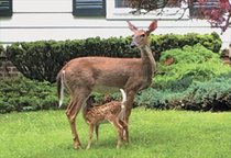 photo thumbnail