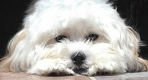 photo thumbnail