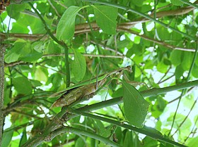 Photo detail