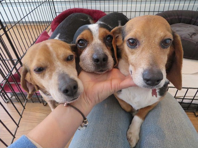 Dogs Miss Itsy, Miss Bitsy and Miss Mitsy were victims in an animal cruelty case and recovered at PetConnect’s Muddy Paws Farm. 
