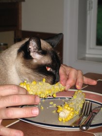 photo thumbnail