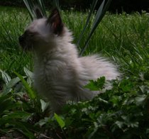 photo thumbnail